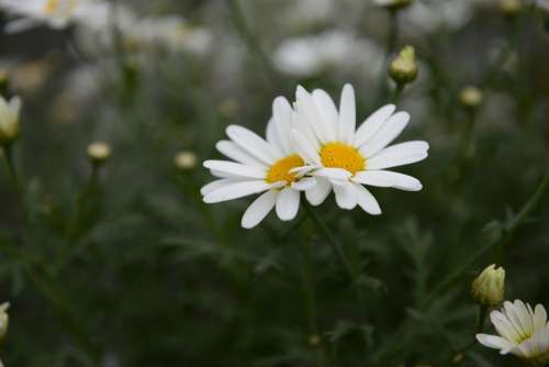 Daisies White Flower Bloom Summer