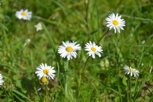 Daisy Flower Meadow Nature Blossom Bloom White