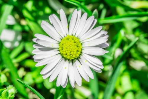 Daisy Flower Grasshopper Meadow Spring Daisies