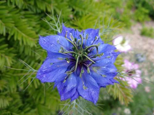 Damascus Nigella Flower Summer Nature Blue Nigella