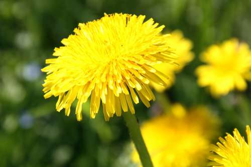 Dandelion Spring Yellow Close Up Blossom Bloom