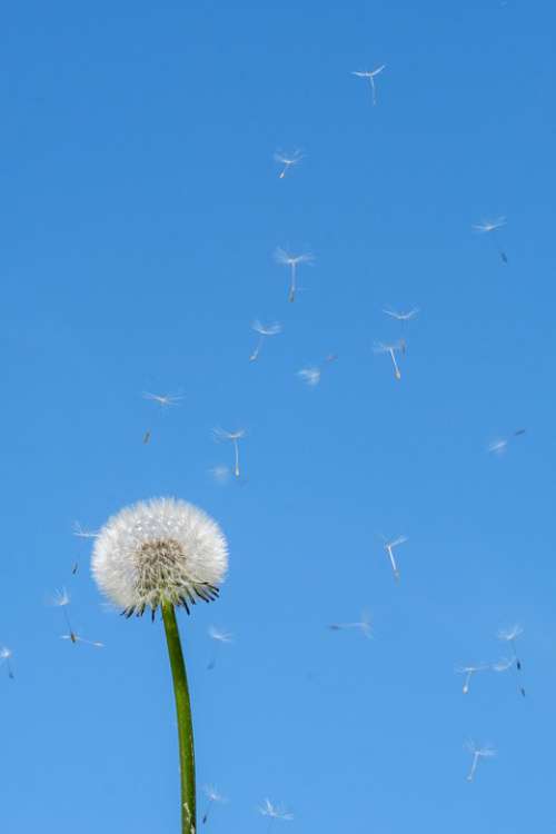 Dandelion Spring Seeds Flower Plant Allergy Air