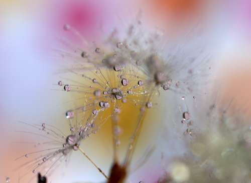 Dandelion Wet Drops Water Morning Nature