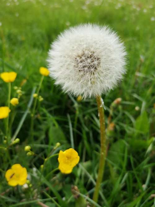 Dandelion May Meadow Blossom Bloom Flourished From