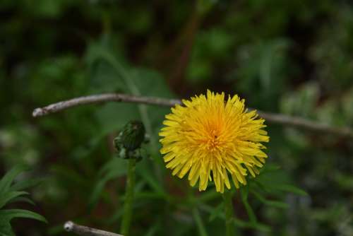 Dandelion Flower Yellow Sunny Happy