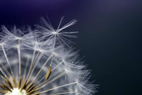 Dandelion Seeds Plants Nature Macro Close Wind