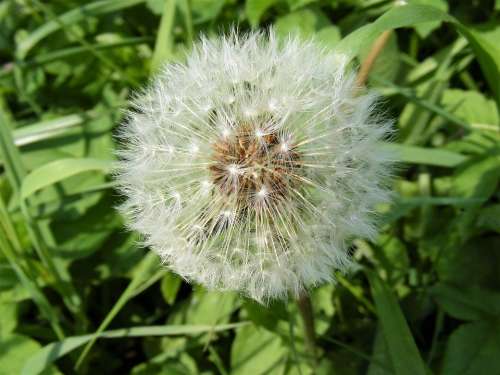 Dandelion Sphere Star Green Grass