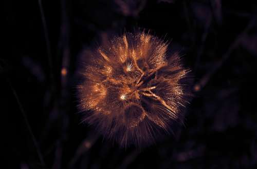Dandelion Dew Glow Light Wet Nature Drops Seeds