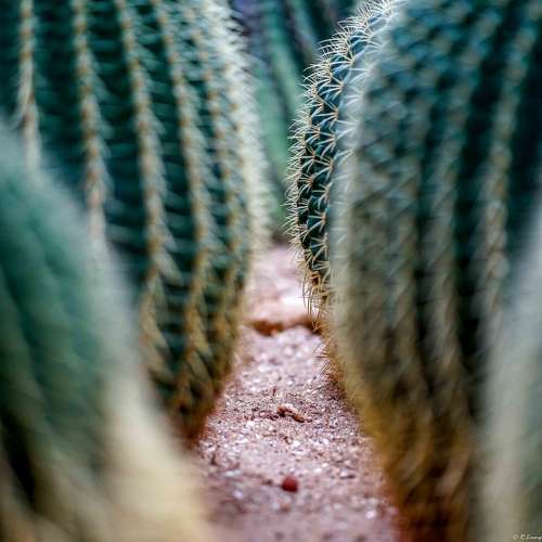 Danger Risk Threat Nature Atmosphere Fear Cactus