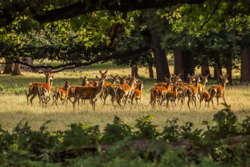 Deer Forest Nature England Animals Wild