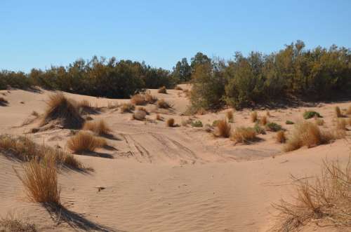 Desert Sand Sahara Landscape Dry Nature