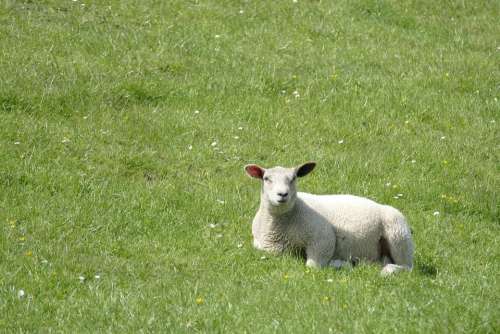 Dike Sheep Lamb Meadow North Sea Dike Mecklenburg