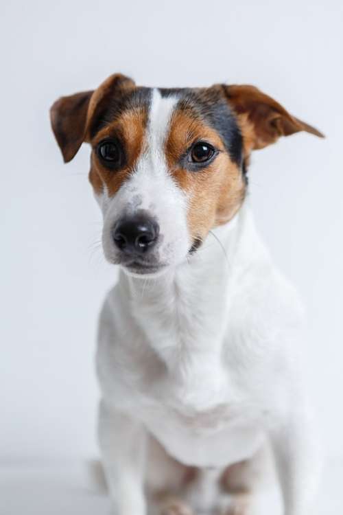 Dog Jack Russell Terrier Puppy Pet Animals Breed