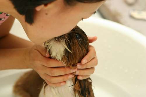 Dog Puppy Bath Water Person Girl Friendship Kiss