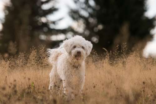 Dog Grass Field White Animal