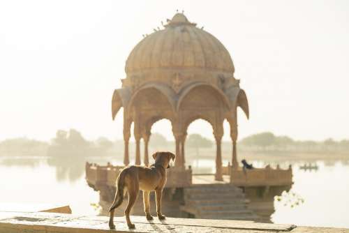 Dog Travel India Trip Heritage Tourism Building