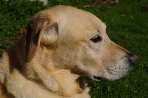 Dog Labrador Pet Snout Portrait Dog Head