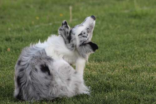 Dog Dalmatian Pet Pedigree Breed Domestic Canine
