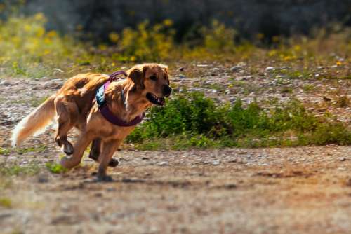 Dog Race Animal Cute Muzzle Cuddles Puppy Fun
