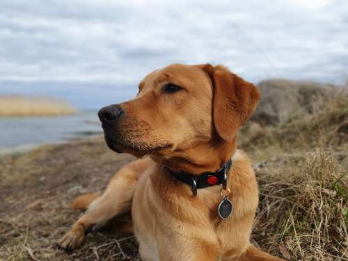 Dog Labrador Pet Retriever Canine