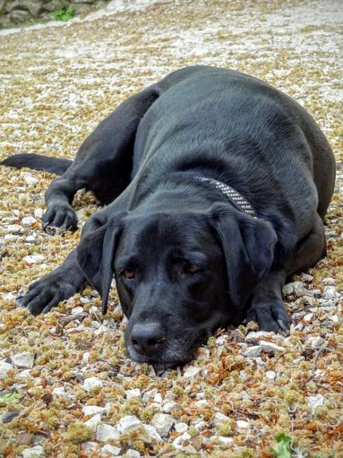 Dog Labrador Animal Black
