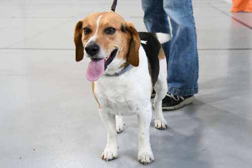 Dog Beagle Leash Jeans Tongue Happy