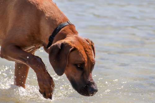 Dog Water Search Large Swim Fun Friendship