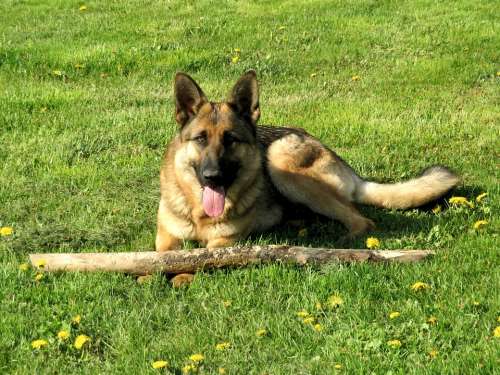 Dog German Shepherd Tongue Canine Pet Meadow