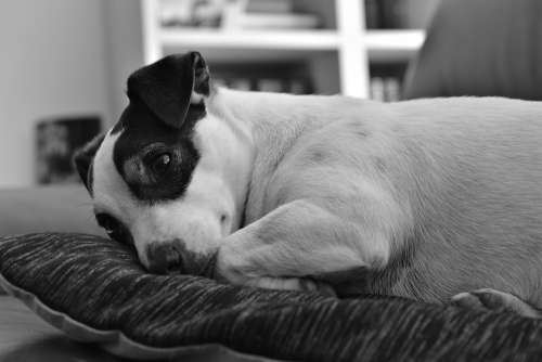 Dog Jack Russel Terrier Cute Sleep