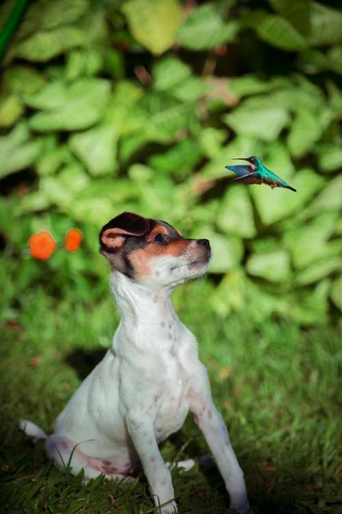 Dog Pets Animals Puppy Snout Hummingbird