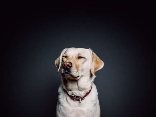Dog Portrait Animal Pet Domestic Friend Canine