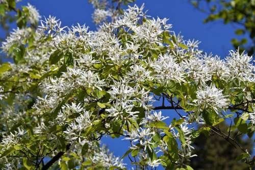 Dogwood Tree Branch Flowering Whites Flowers Park