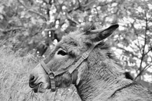 Donkey Photo Black White Gray Donkey