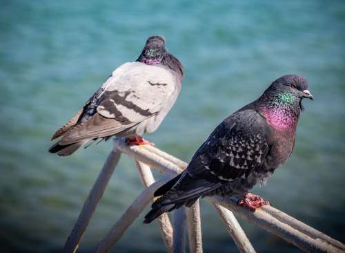 Dove Pigeons Bird Pen Birds Wings Feathers