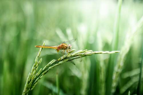 Dragonfly Grain Green Peaceful Rice Rice Field