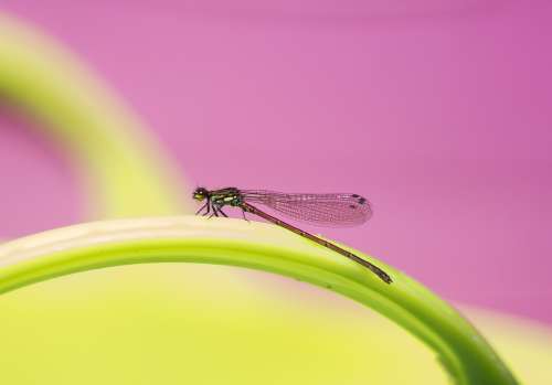 Dragonfly Damselfly Nature Insect Wings Bug