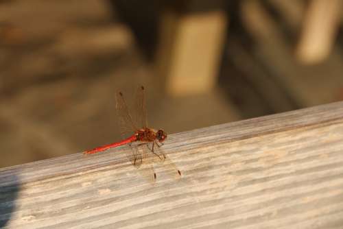 Dragonfly Lake Insect Nature Water Wing Close Up