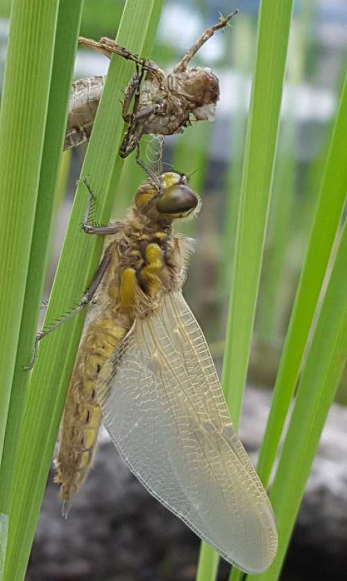 Dragonfly Metamorphosis Larva Nature Pond Birth