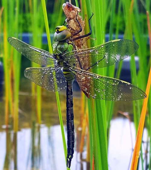 Dragonfly Pond Garden Pond Insect Nature Larva
