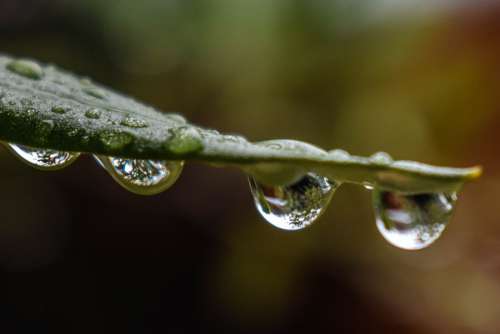 Drop Of Water Water Drops Plant Water Macro Rain