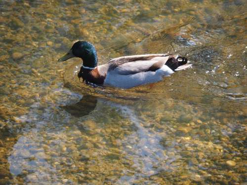 Duck Aquatic Animal Water Bird Drake Poultry