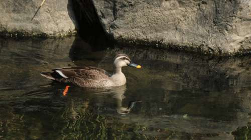 Duck Mallard Duck New Nature Paddle Duck And