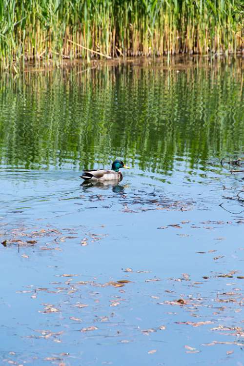 Duck Crossword Pond Water Tom Reeds Reflection