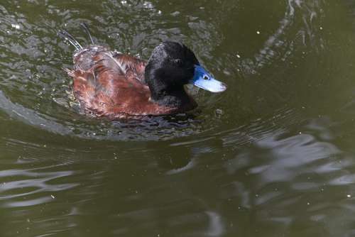 Duck Water Bird Nature Animal Poultry Swim Bill