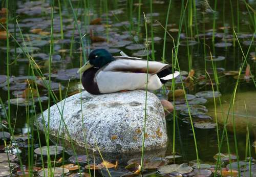 Duck Drake Stone Sleeping Mallard Animal Nature