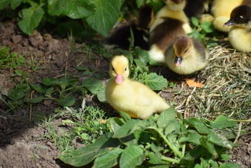 Ducklings Yellow Small Bird Baby Chicks Spring