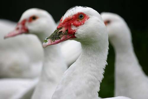 Ducks Red Beak Bio Pasture Face Head Group