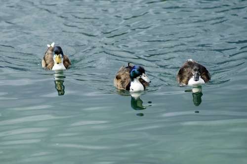 Ducks Team Trio Mallards Three Water Bird Bird