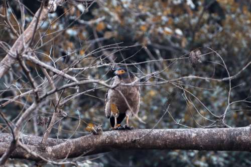 Eagle Wild Bird Forest Predator Flight Wildlife