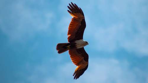 Eagle Bird Flying Animal Nature Usa America